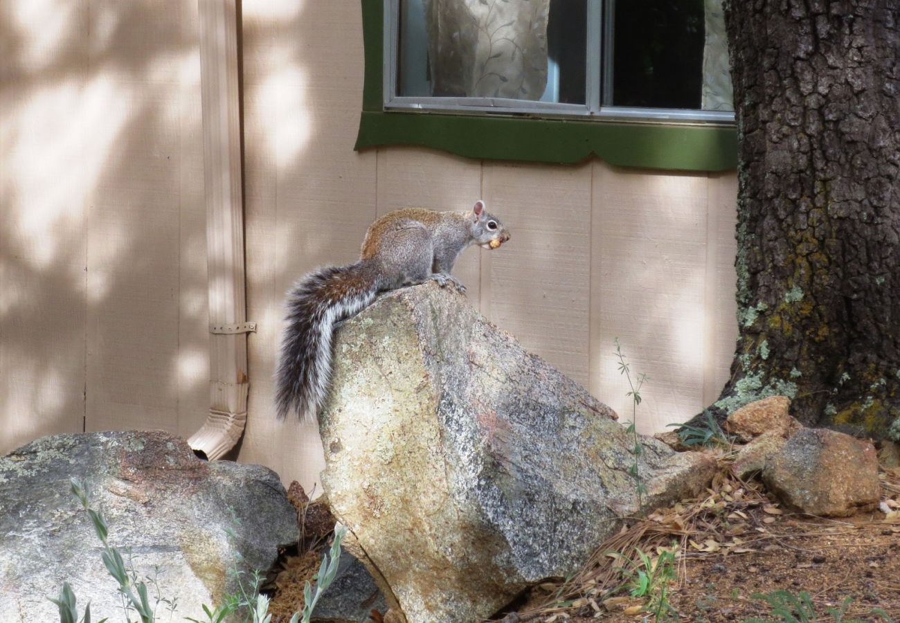 Cabin in Prescott - Squirrels Run - Prescott Cabin Rentals
