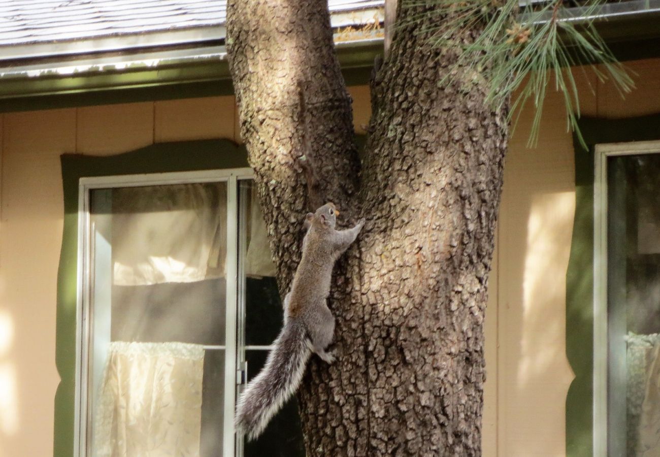 Cabin in Prescott - Squirrels Run - Prescott Cabin Rentals